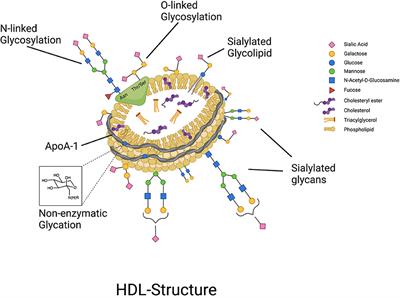 Glycosylation of HDL-Associated Proteins and Its Implications in Cardiovascular Disease Diagnosis, Metabolism and Function